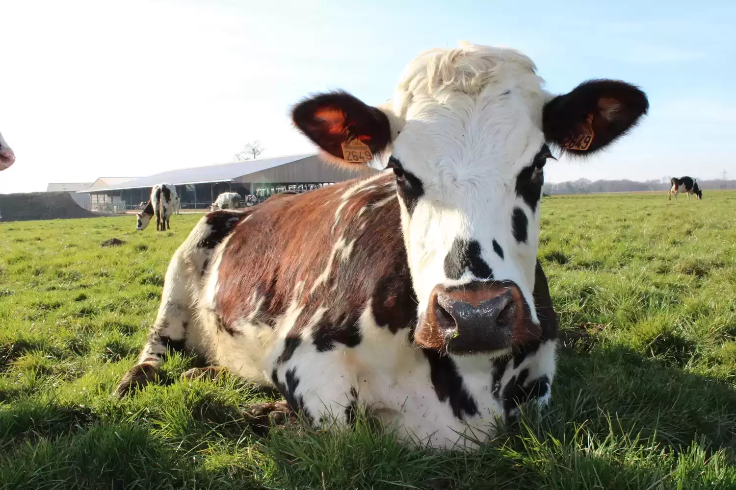 Fromagerie artisanale La Ferme Dumesnil